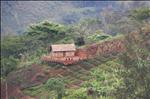 local house, farming, whagi valley, papua new guinea